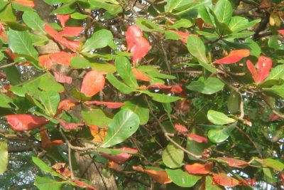 serper image 1108 1774054006